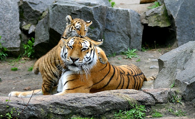 Akcióterv a tigrisekért