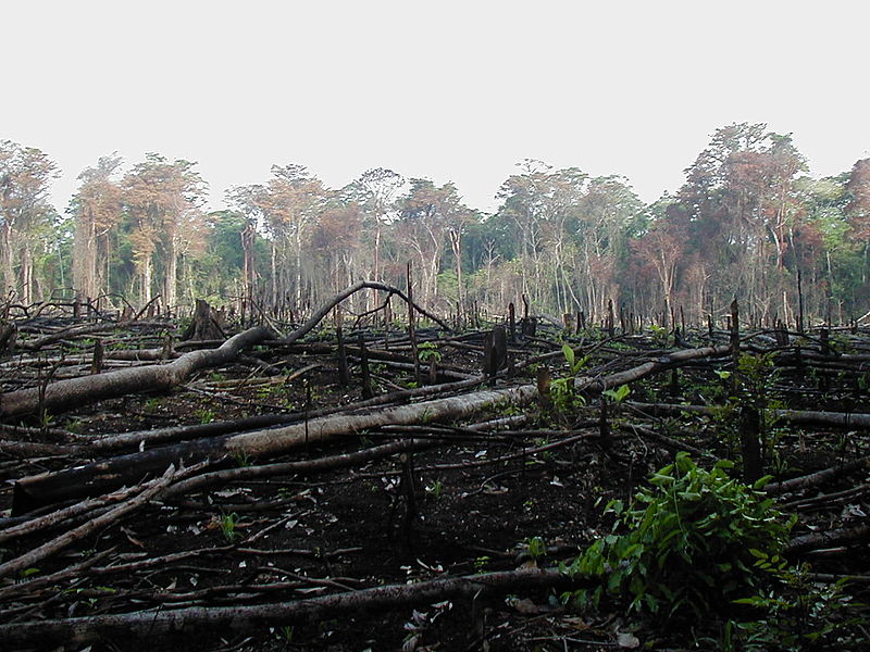 Globális küzdelem az erdőirtás ellen