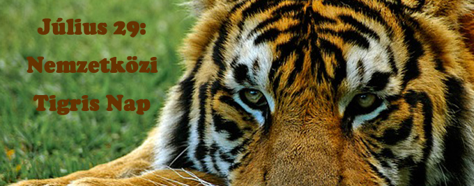 Holnap: Nemzetközi Tigris Nap