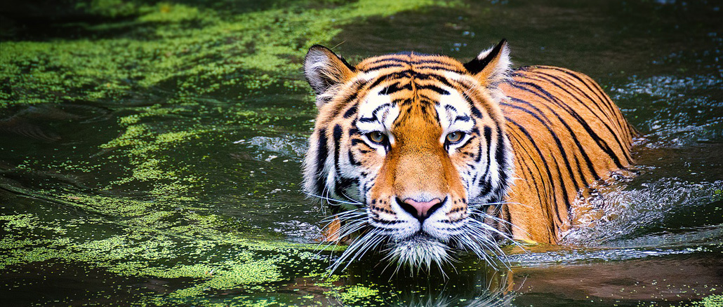 Kis számok nagy jelentősége a tigrisek védelmében