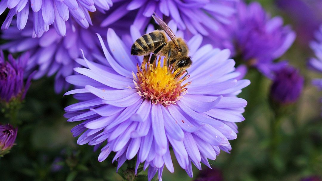 Hogyan és miért kell védeni a méheket?