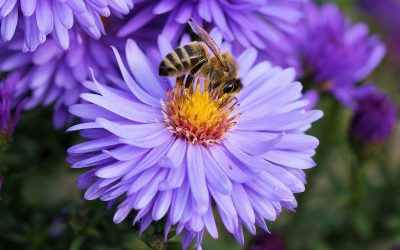 Hogyan és miért kell védeni a méheket?