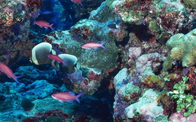 A korallzátonyok világa