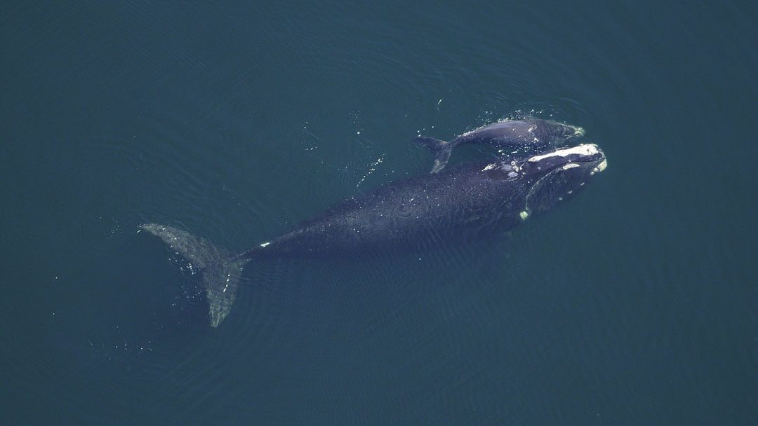 Az óceánok óriásai – a bálnák