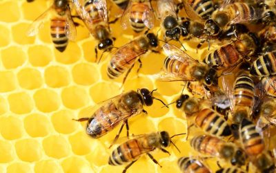 7 megdöbbentő adat a méhek munkájáról